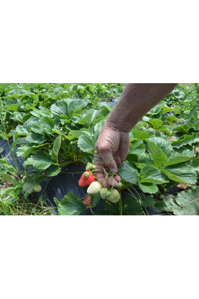 Клубника Альбион